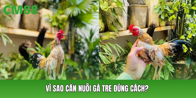 Vì sao cần nuôi gà tre đúng cách?
